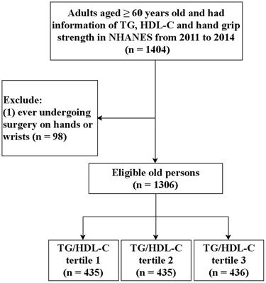 Triglyceride to high-density lipoprotein cholesterol ratio was negatively associated with relative grip strength in older adults: a cross-sectional study of the NHANES database